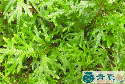 中药材翠屏草图片