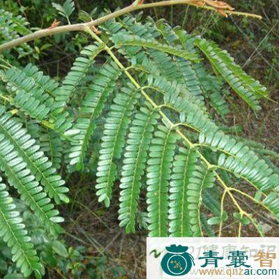 中药材翠树图片