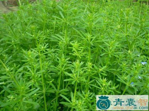 翠翎草的性味归经以及功效用法-青囊智