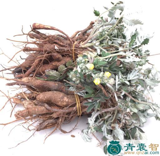 中药材翻石草图片