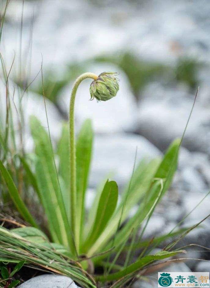 中药材翼首草图片