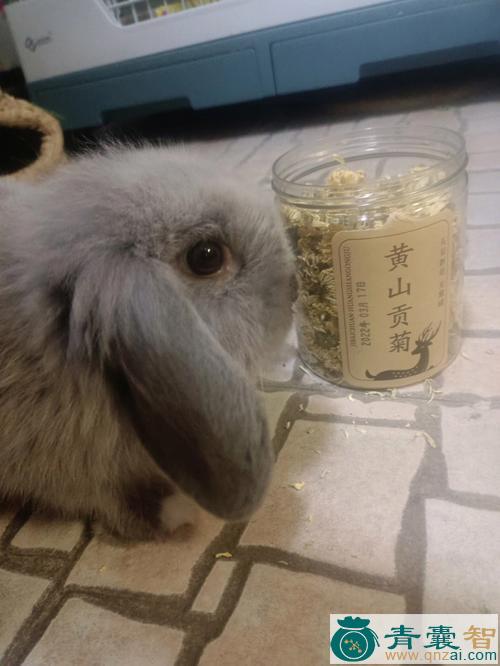 中药材老兔图片