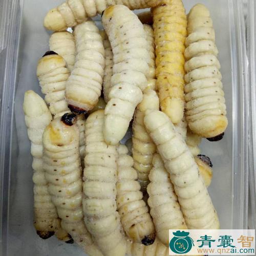 中药材老姆木虫图片