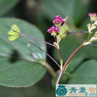 中药材老来青图片