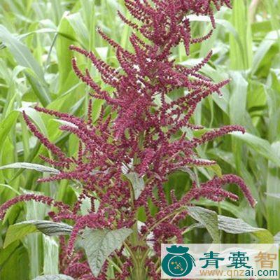 中药材老枪谷根图片