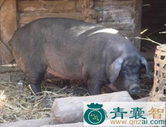 中药材老母猪图片