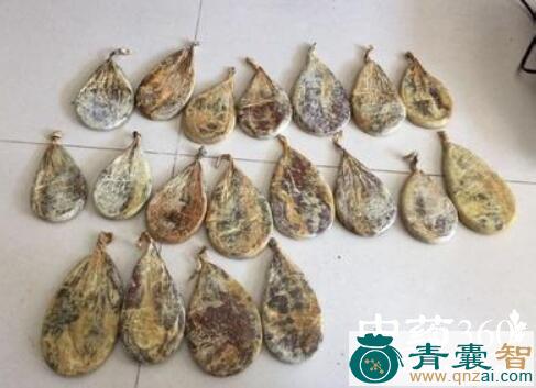 中药材老熊泡图片