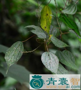中药材老熊花图片