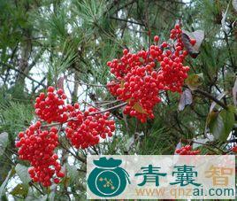 中药材老米酒树图片