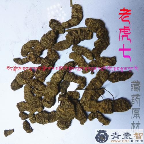 中药材老虎七图片