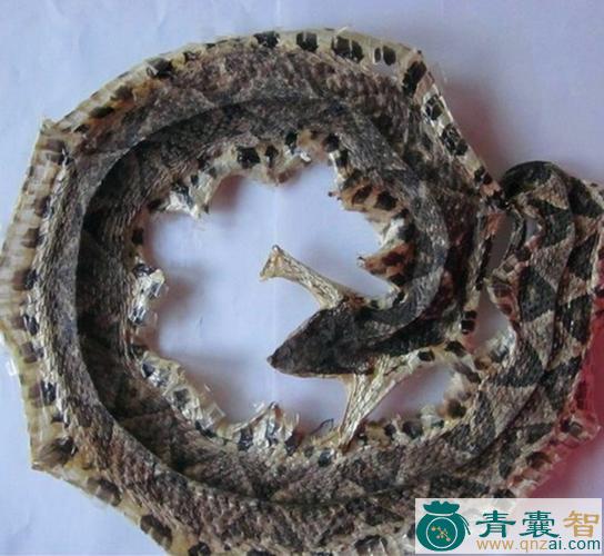 老蛇头的性味归经以及功效用法-青囊智