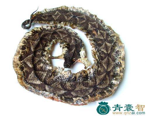 中药材老蛇药图片