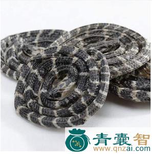 中药材老蛇骚图片