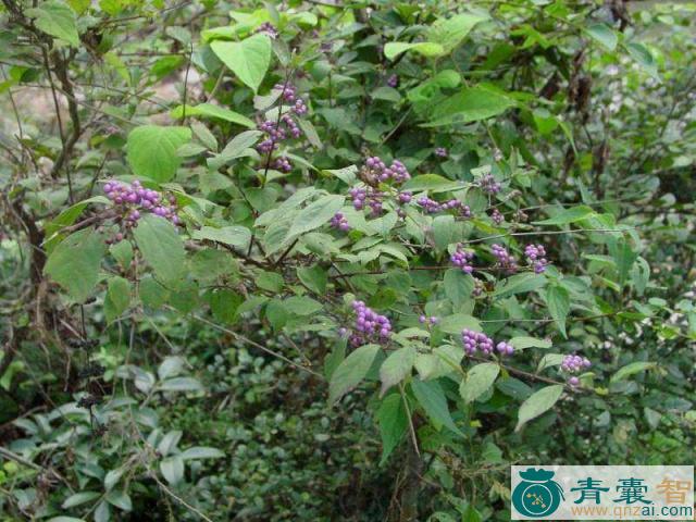 中药材老鸦树图片