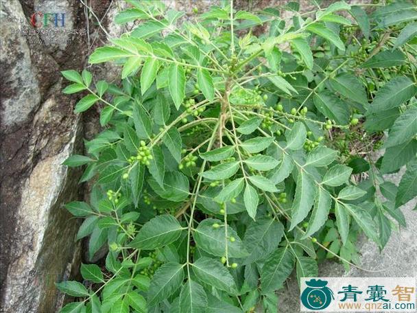中药材老鸦胆叶图片