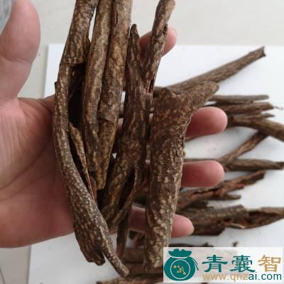 老鸦舌的性味归经以及功效用法和注意事项-青囊智