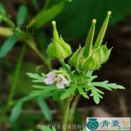 中药材老鸦药图片