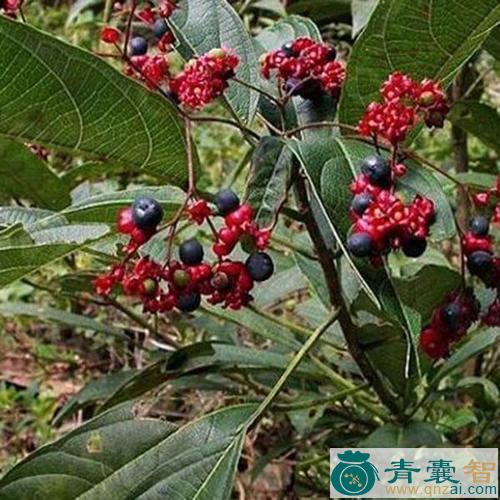 老鸦青的性状性味归经以及功效用法和注意事项-青囊智