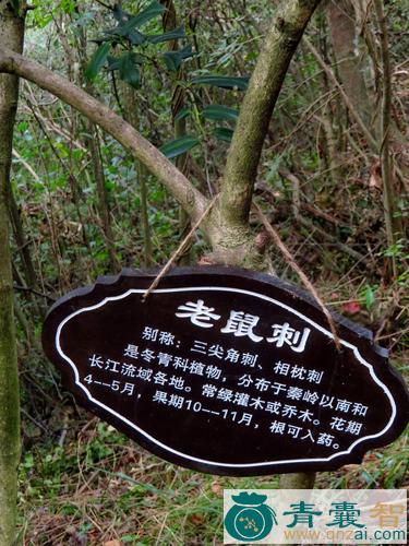 中药材老鼠刺图片