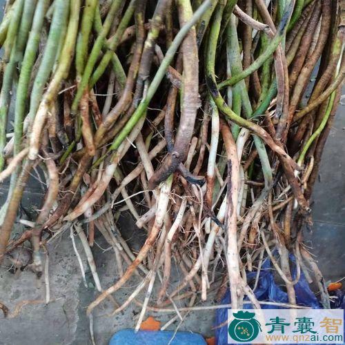 中药材老鼠勒图片
