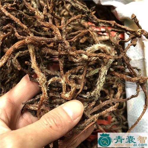 中药材老鼠尾巴图片