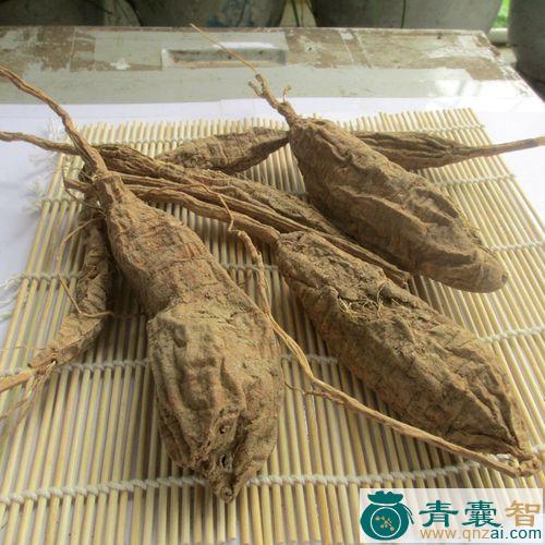 中药材老鼠拉冬瓜图片