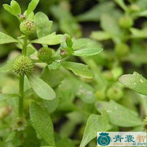 中药材老鼠脚迹图片