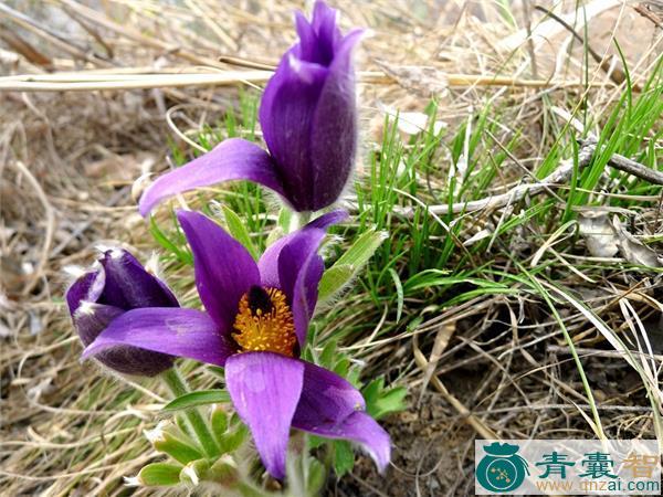 中药材老鼠花图片