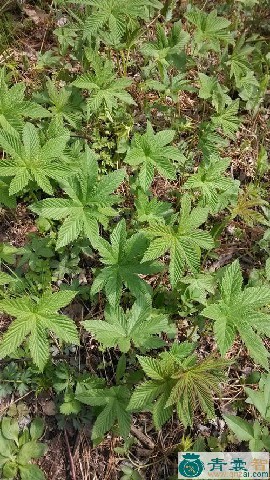 中药材耩褥草图片