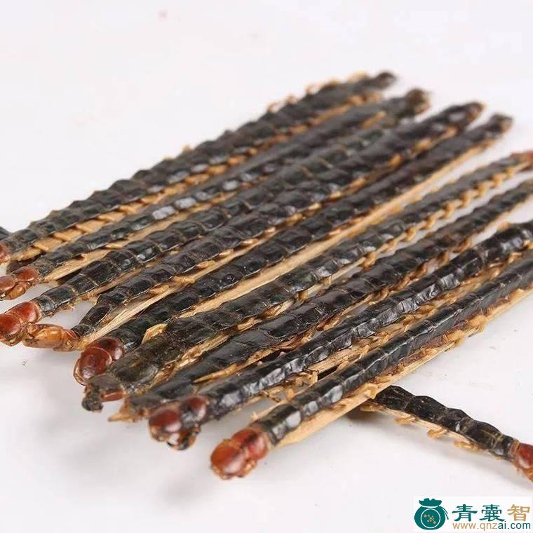 耳八蜈蚣的性味归经以及功效用法-青囊智