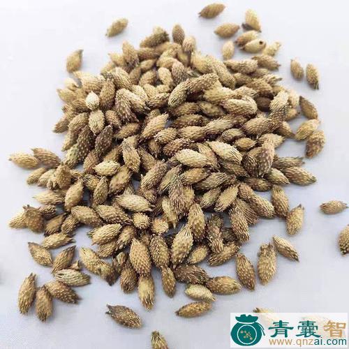 中药材耳子图片