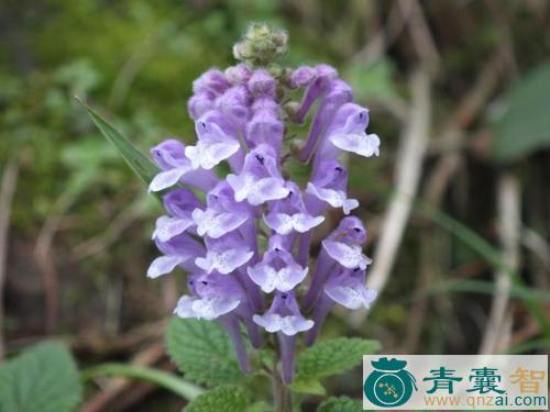 中药材耳挖草图片