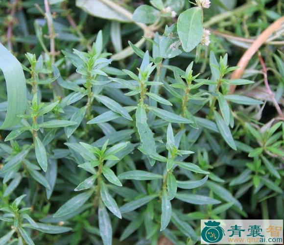 中药材耳水苋图片