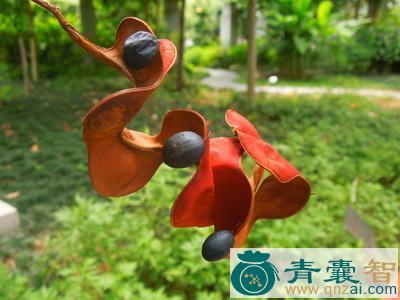 中药材耳环果图片