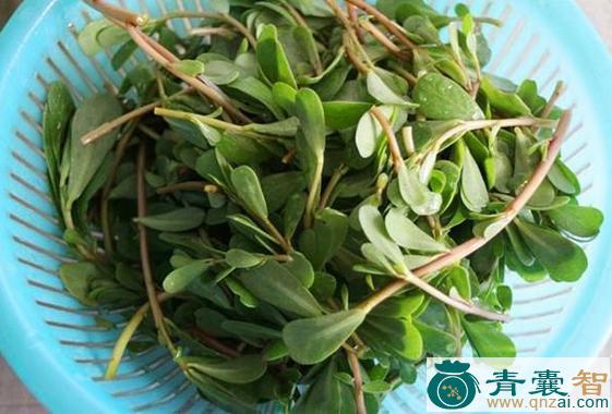 耳鼠的性味归经以及功效用法和注意事项-青囊智