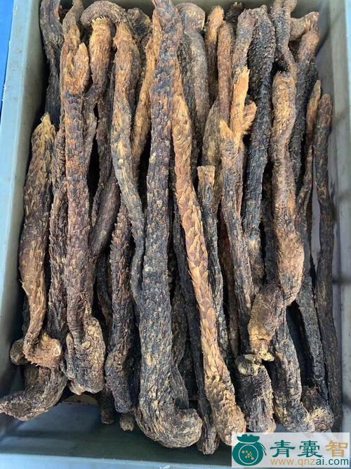 中药材肉松蓉图片