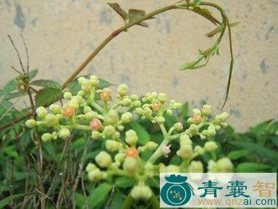 中药材肉连环图片