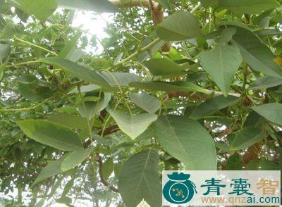 中药材肉郎伞图片