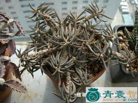 中药材肉麒麟图片