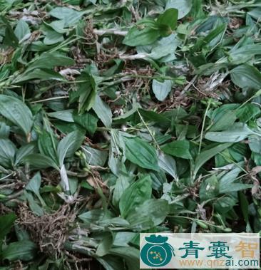 中药材肖羊耳兰图片