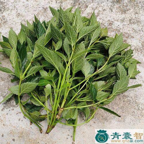 中药材肝火草图片