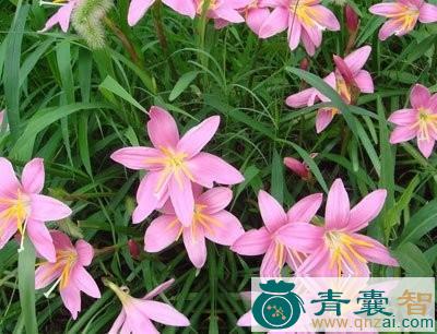 中药材肝风草图片