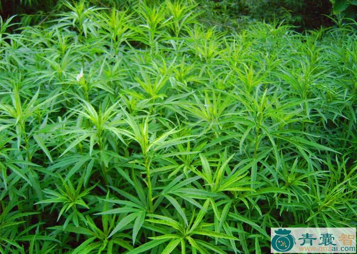 中药材肥奴奴草图片