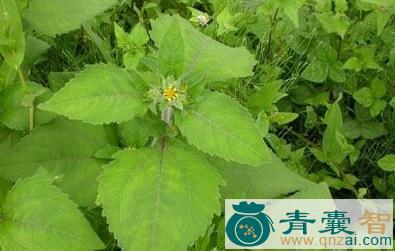 中药材肥猪苗图片