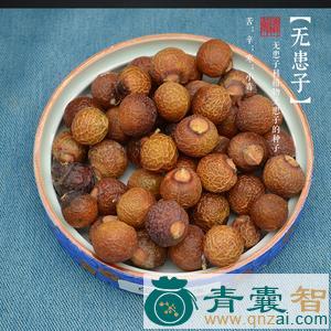 中药材肥珠子图片