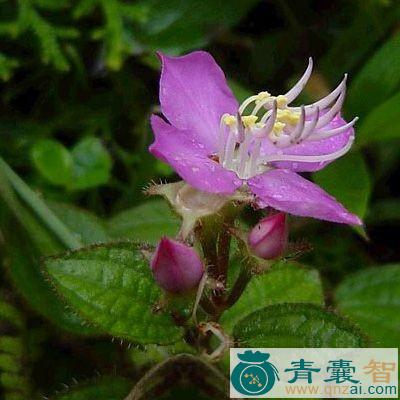中药材肥肉草图片