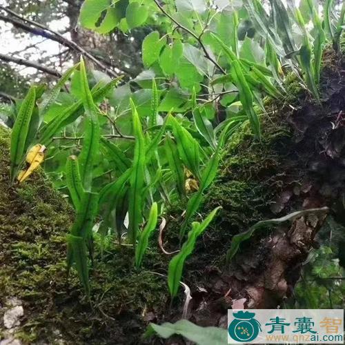 中药材肾子草图片