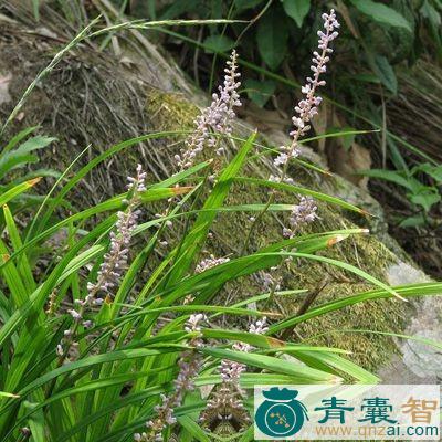 中药材肾子藤图片