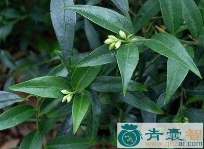 中药材胃友图片