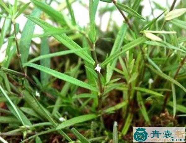 中药材胃软草图片